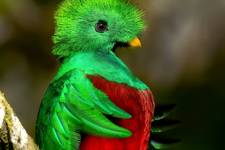 Quetzal Season Birdwatching Tour in Curicancha Cloud Forest - Photo 1 of 25